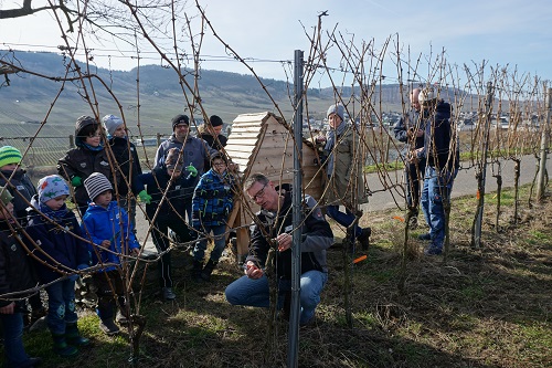 Kinderwingert in Trittheim 2020