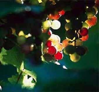 Karte Saar-Obermosel